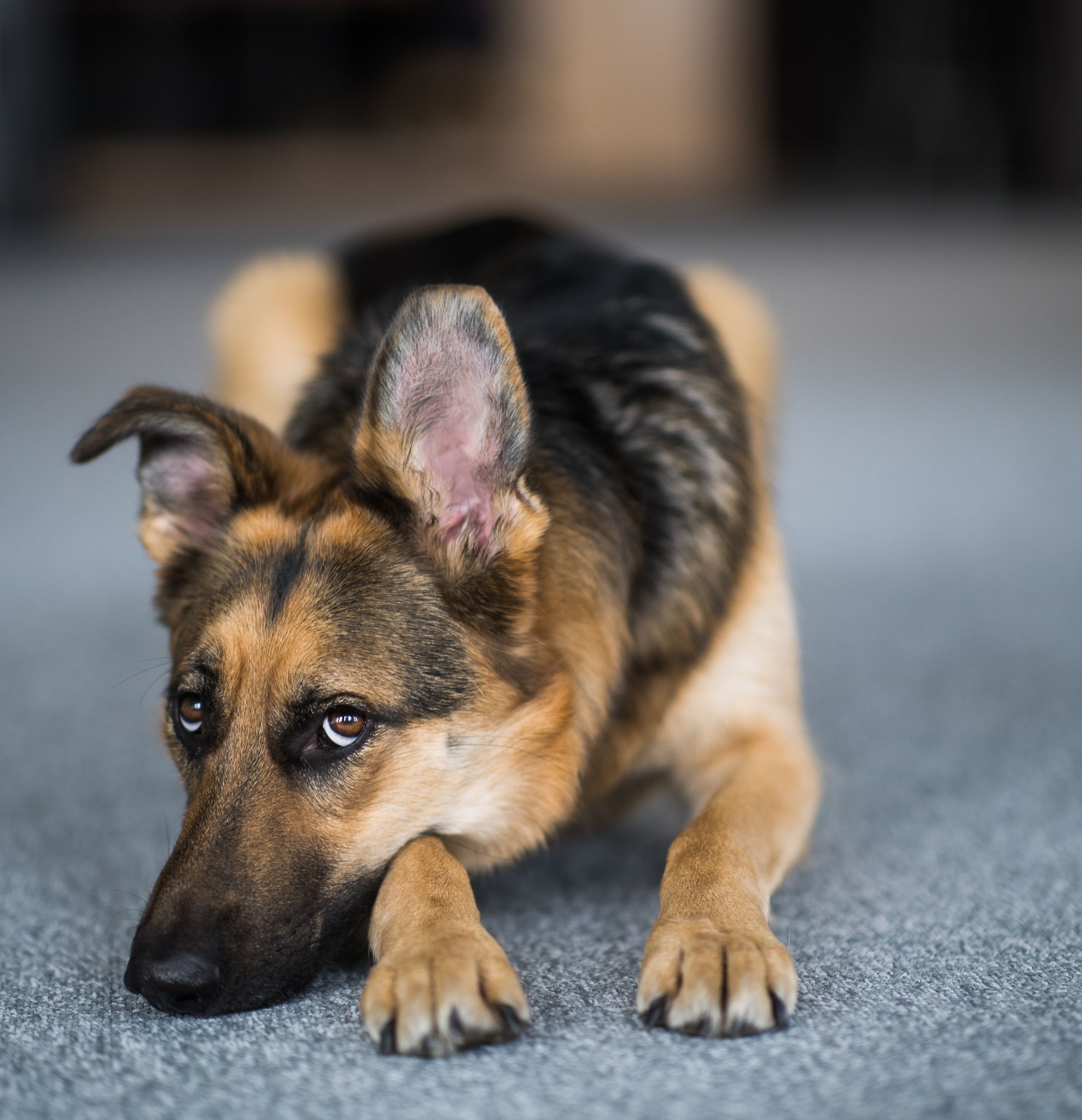 Calm dog staying on a carpet
