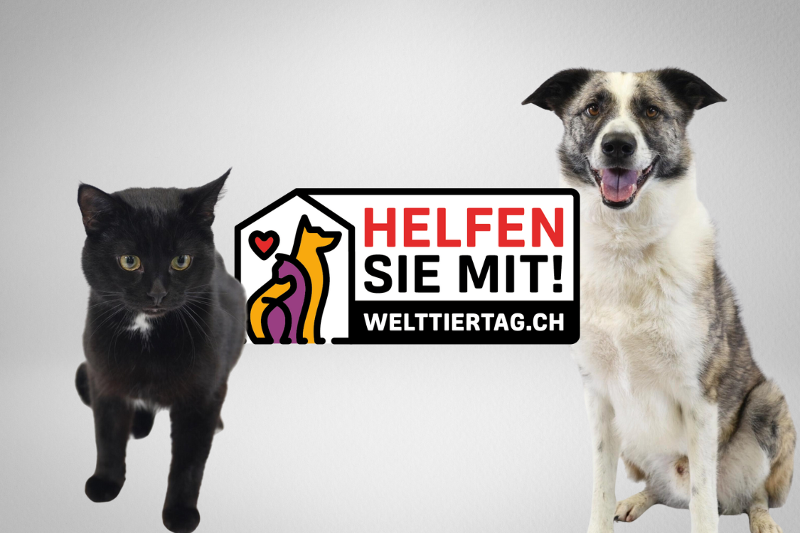 Tierische Love-Stories am Welttiertag