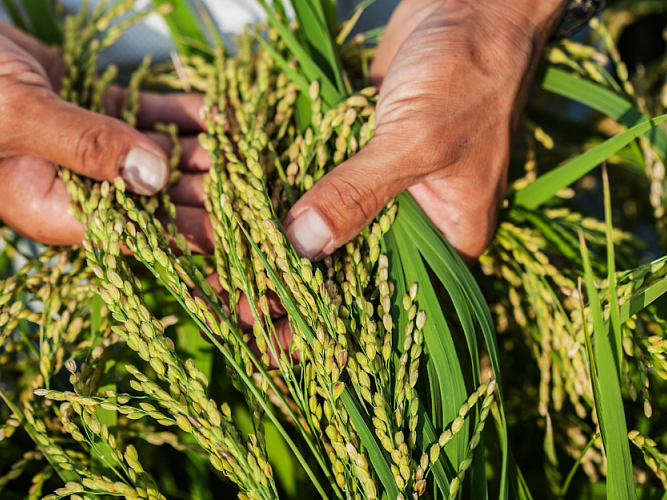 Hands holding crops 