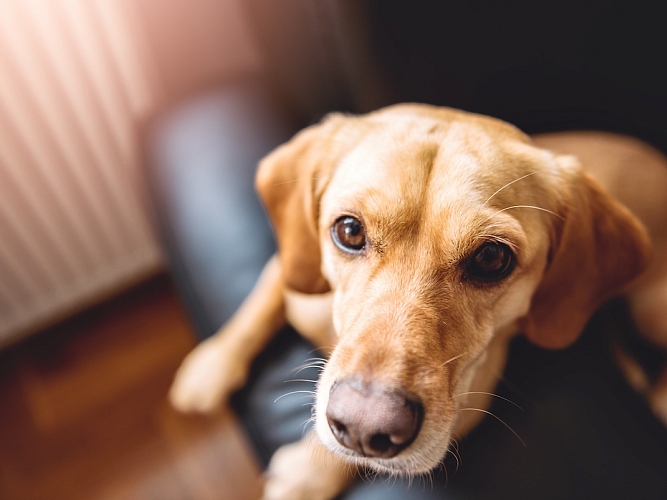 A dog sitting on a person's lap