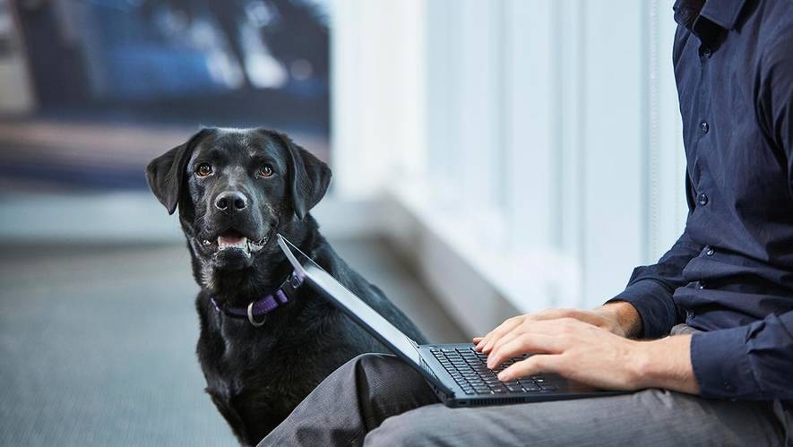 A black lab sits with its owner
