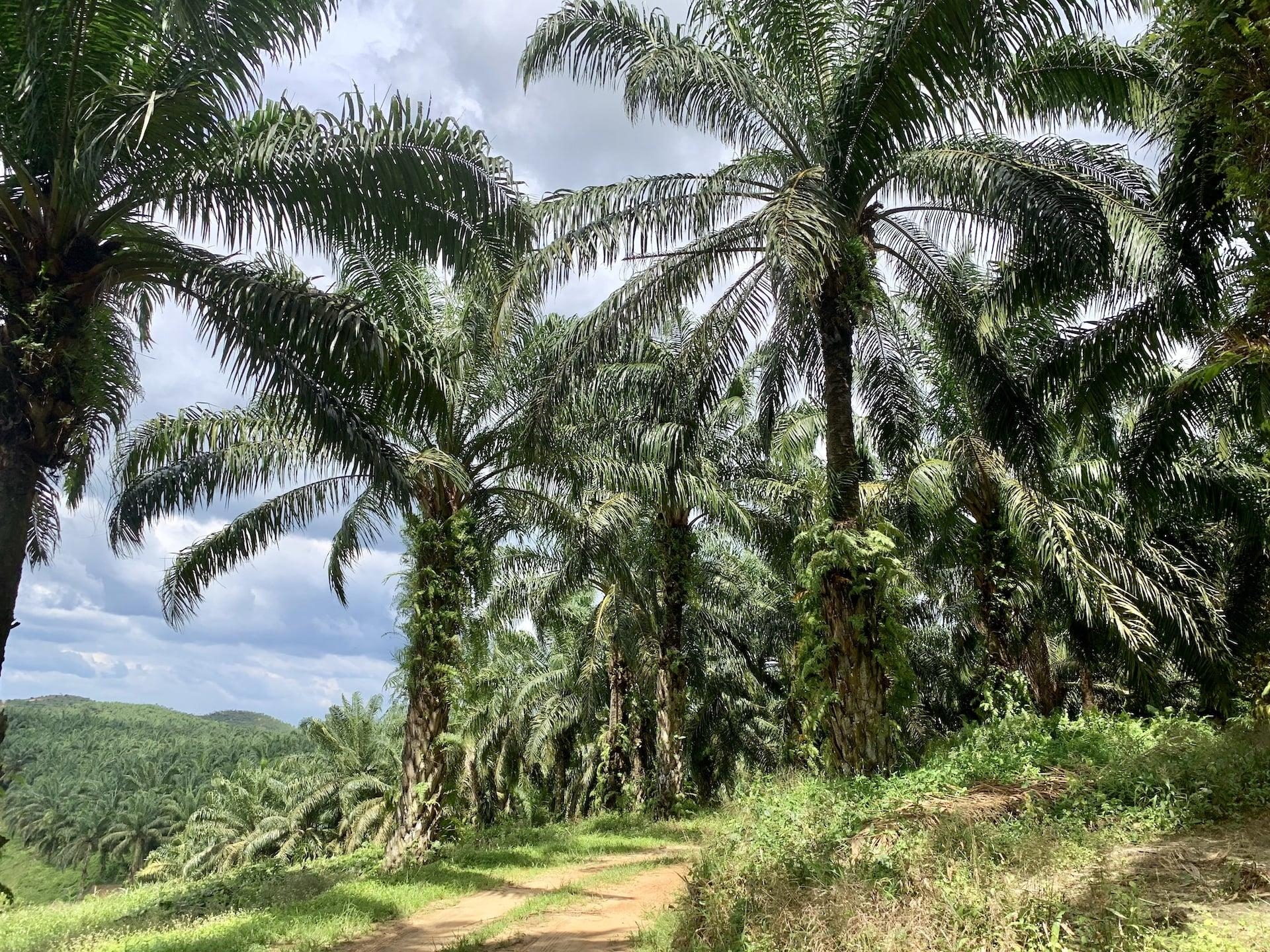 Palm