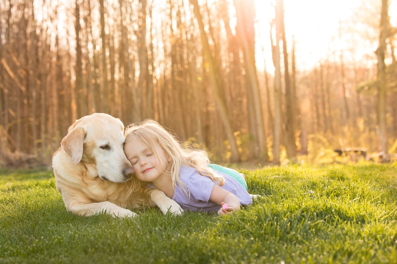 mars petcare