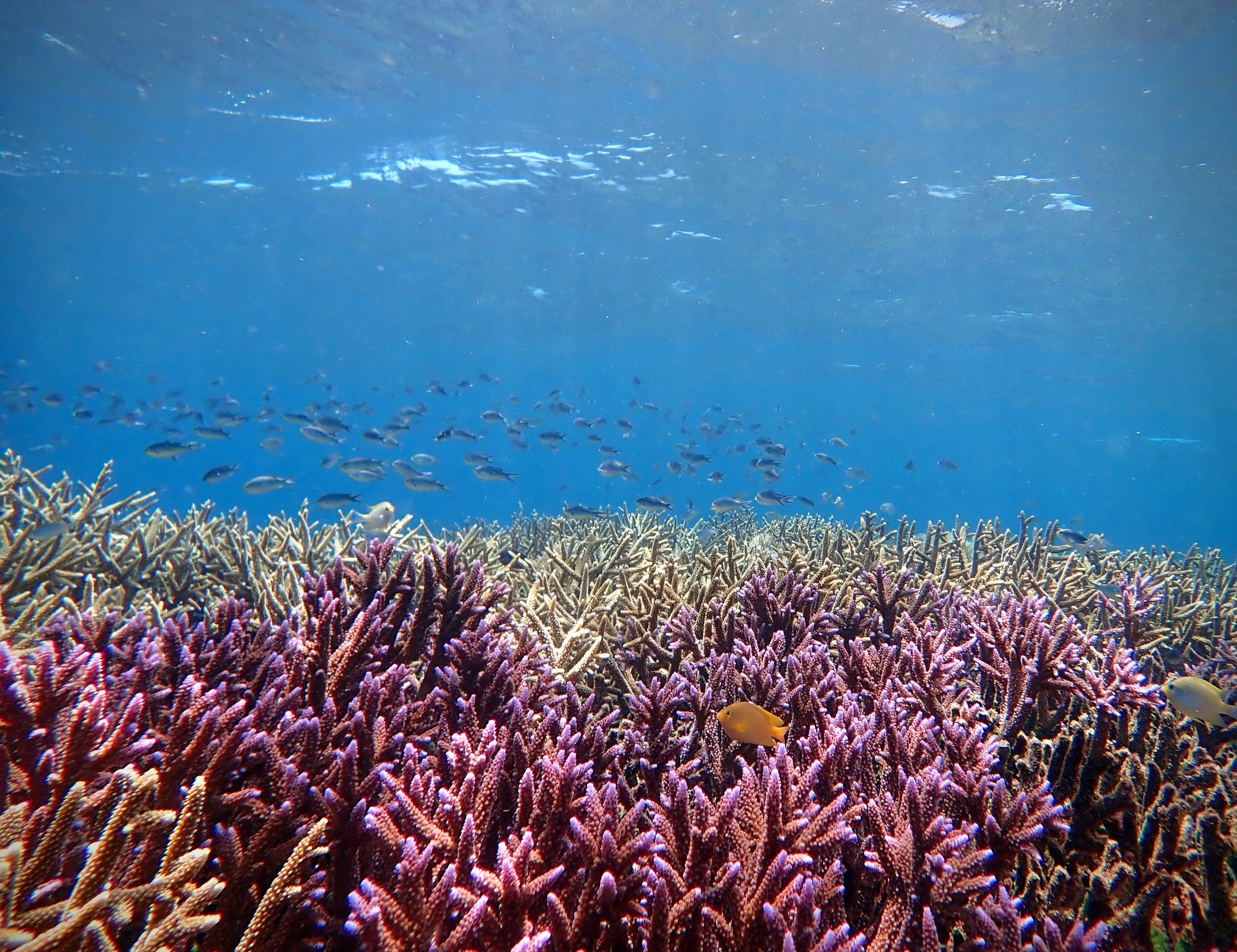 A healthy coral reef in Sulawesi, Indonesia