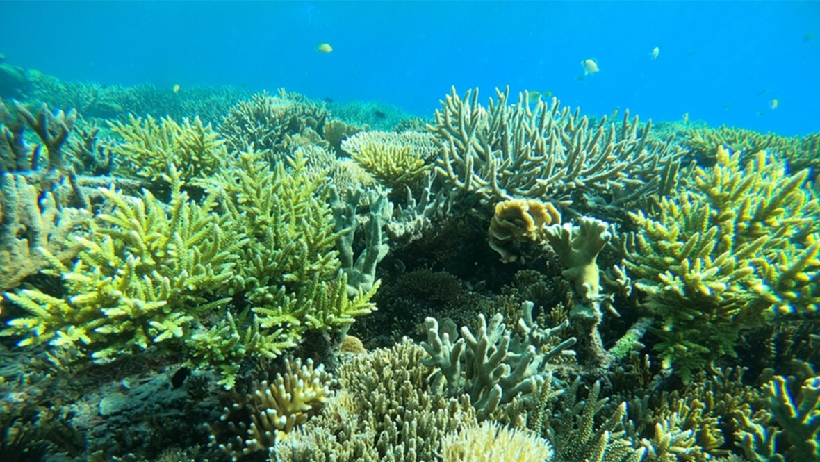 Tomar responsabilidad para recuperar los arrecifes de coral