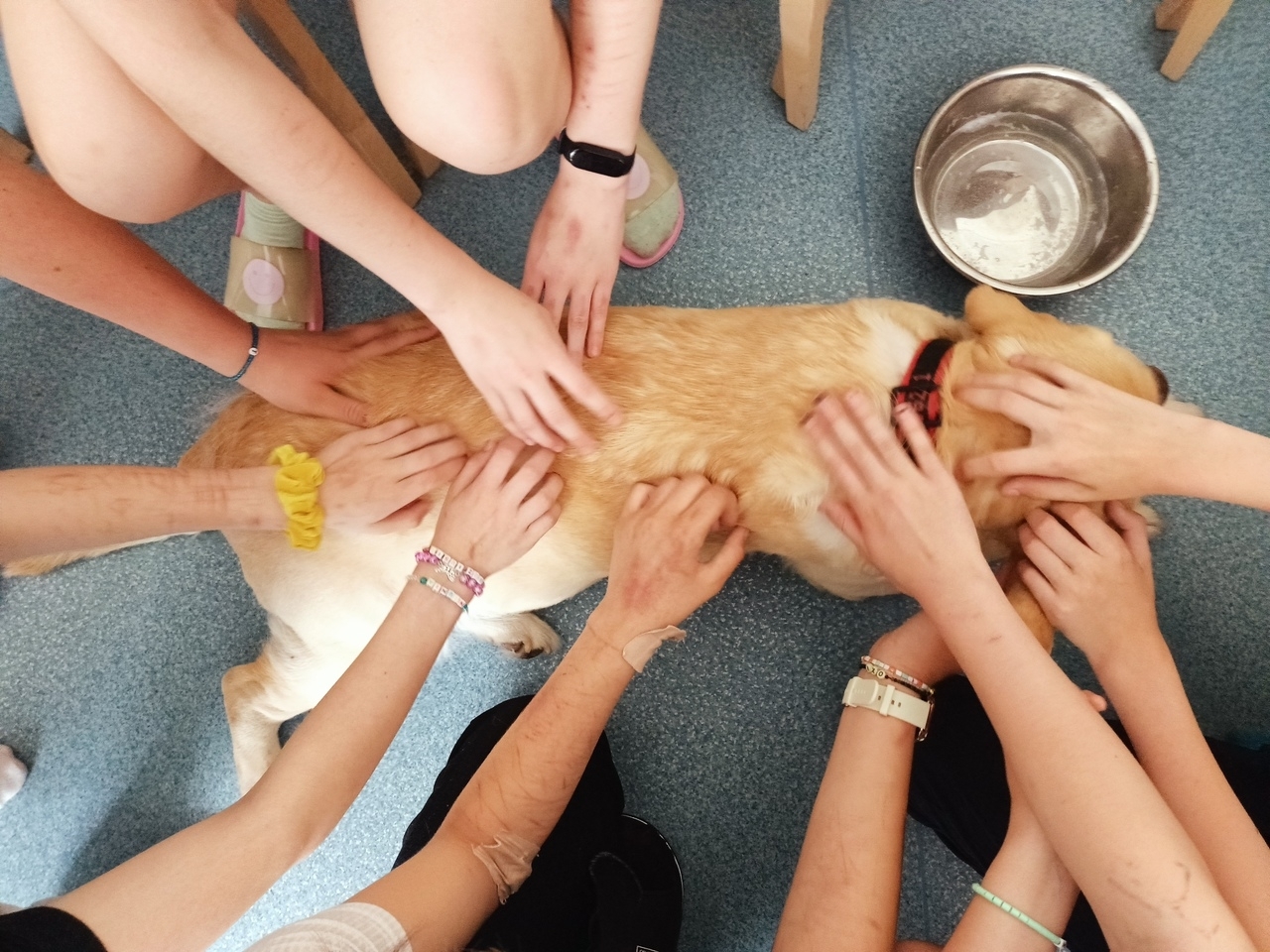 Dogoterapia img
