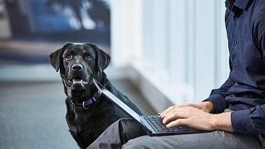 A black lab sits with its owner
