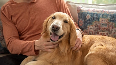 Golden Retriver