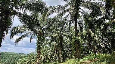 Palm