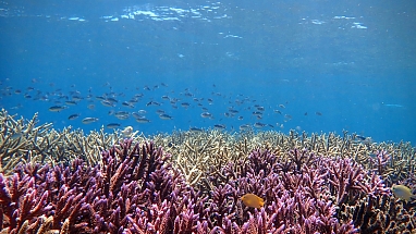 Coral reef