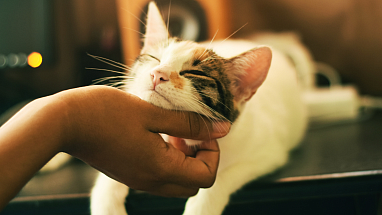 Hand petting a kitten