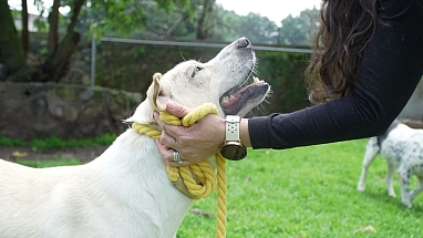 PEDIGREE ADOPTAME