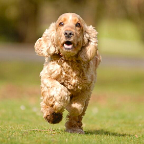 dog running in open field