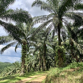 Palm
