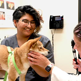 A Banfield NextVet intern holds a shiba inu getting examined by a vet