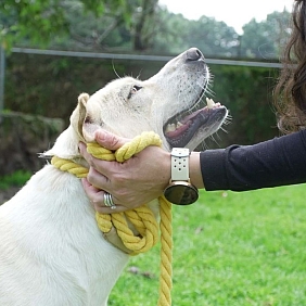 PEDIGREE ADOPTAME