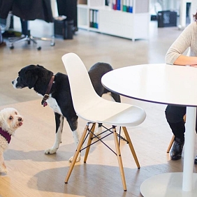 10 Years of Pet-Friendly Offices